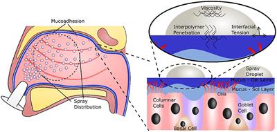 Low Acyl Gellan as an Excipient to Improve the Sprayability and Mucoadhesion of Iota Carrageenan in a Nasal Spray to Prevent Infection With SARS-CoV-2